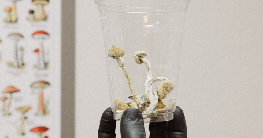 Psychedelische Pilze kommen in Oregon auf den Markt