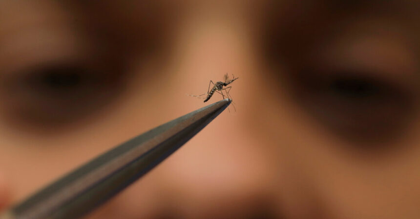 Was Sie über Dengue-Fieber wissen sollten, wenn sich Fälle an neuen Orten ausbreiten