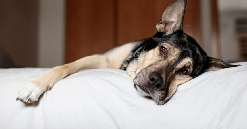 So schützen Sie Ihren Hund vor der „geheimnisvollen“ Atemwegserkrankung