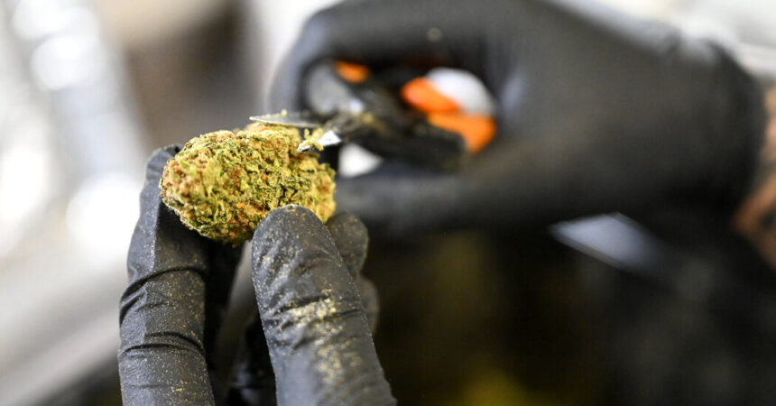 Bundeswissenschaftler empfehlen eine Lockerung der Beschränkungen für Marihuana