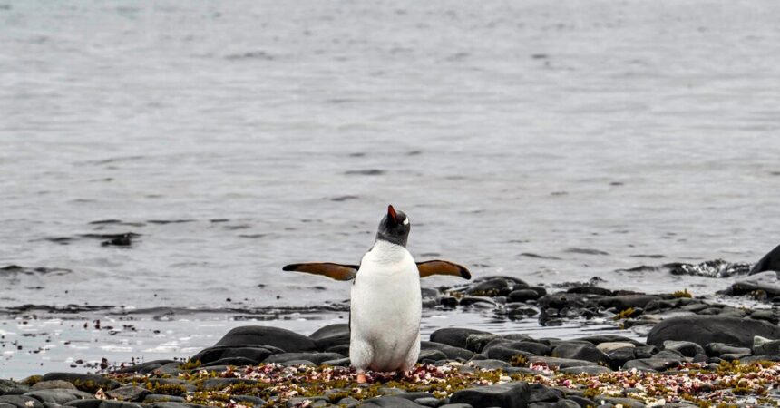 Erste Todesfälle durch Vogelgrippe bei antarktischen Pinguinen gemeldet