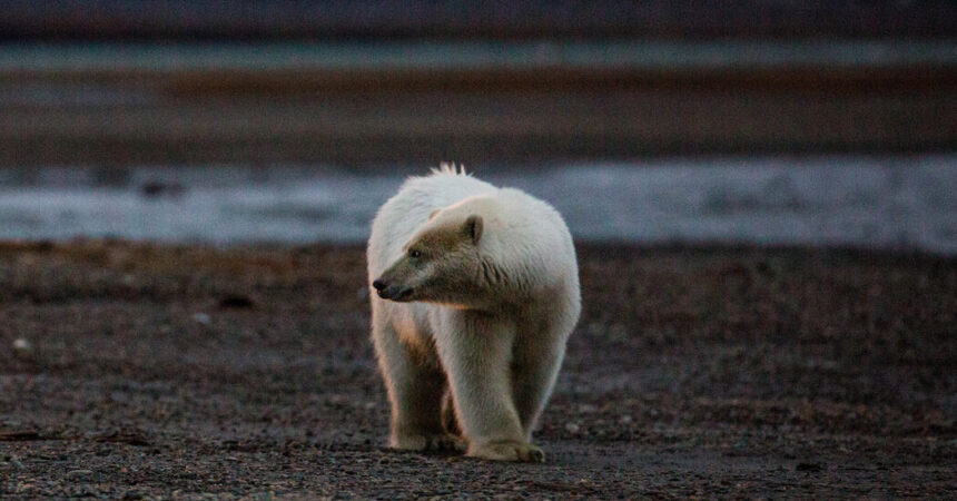 Erster Fall tödlicher Vogelgrippe bei Eisbären in Alaska gemeldet