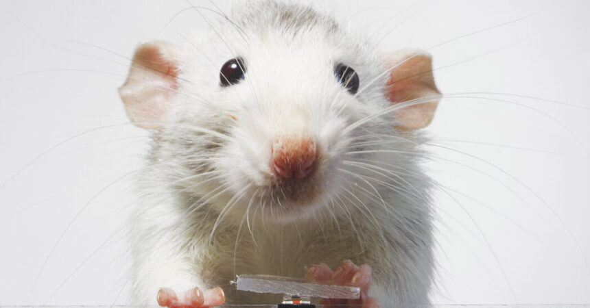 Sogar Ratten machen jetzt Selfies (und haben Spaß daran)