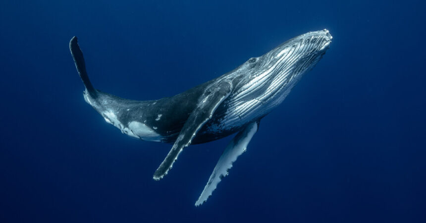 Diese Wale benutzen immer noch ihre Stimmbänder.  Aber wie?